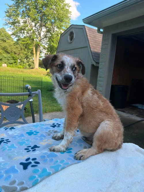 TOSH, an adoptable dog
