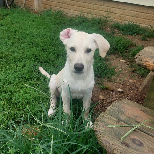 ABIGAIL, an adoptable dog