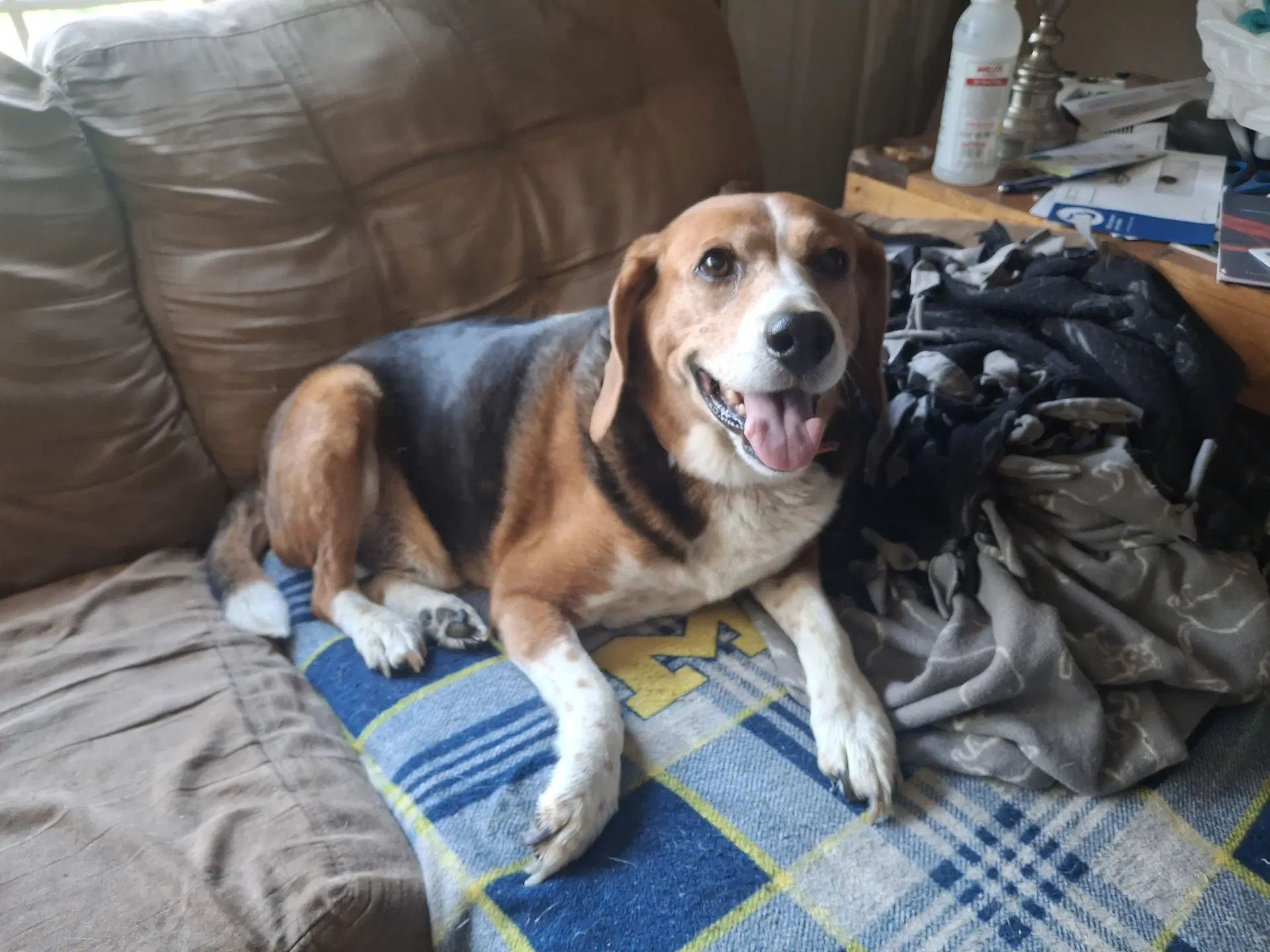 Charlie - Beagle