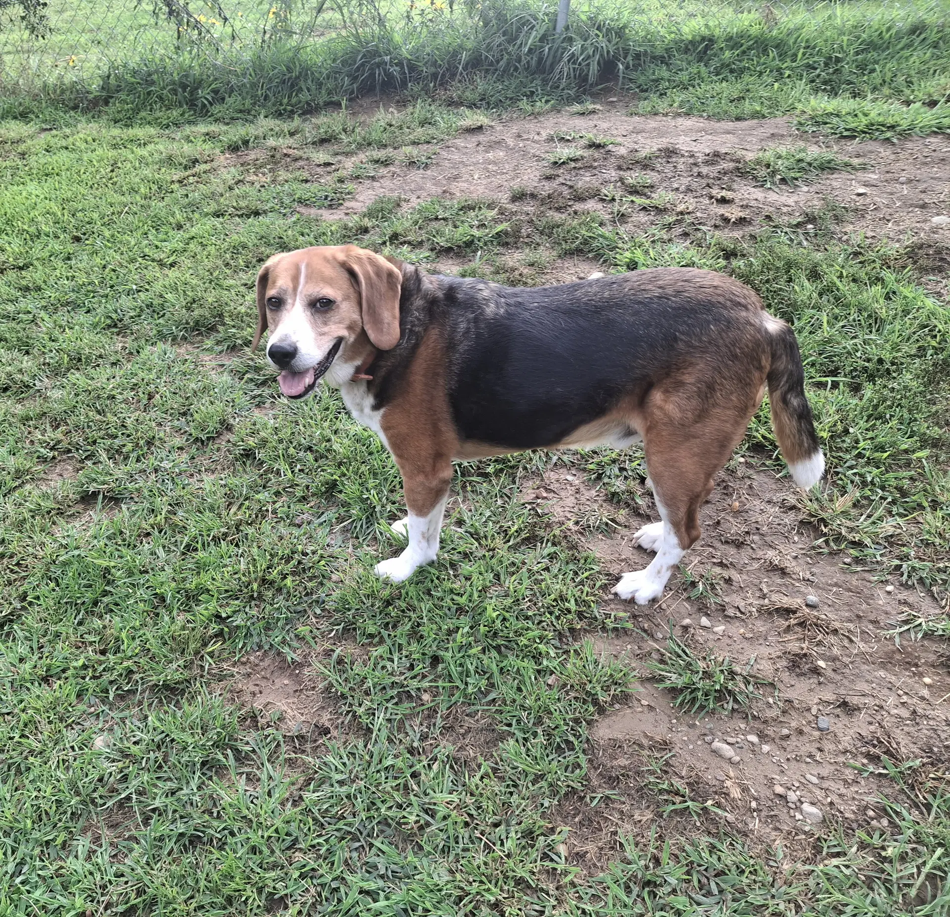 Charlie image 4