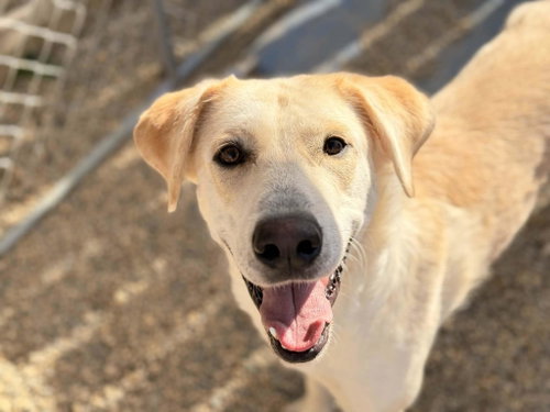 picture of the dog needing adoption
