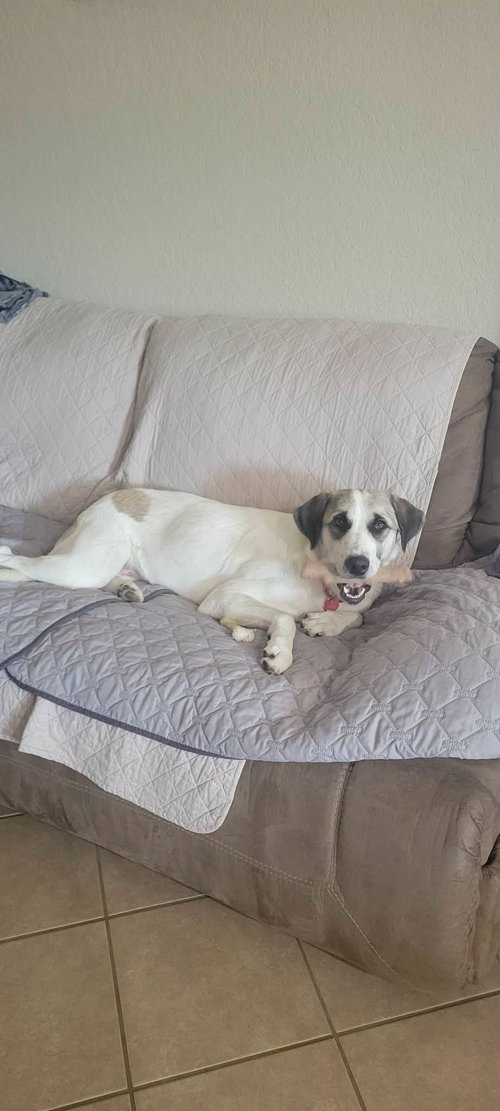 LUA, an adoptable dog