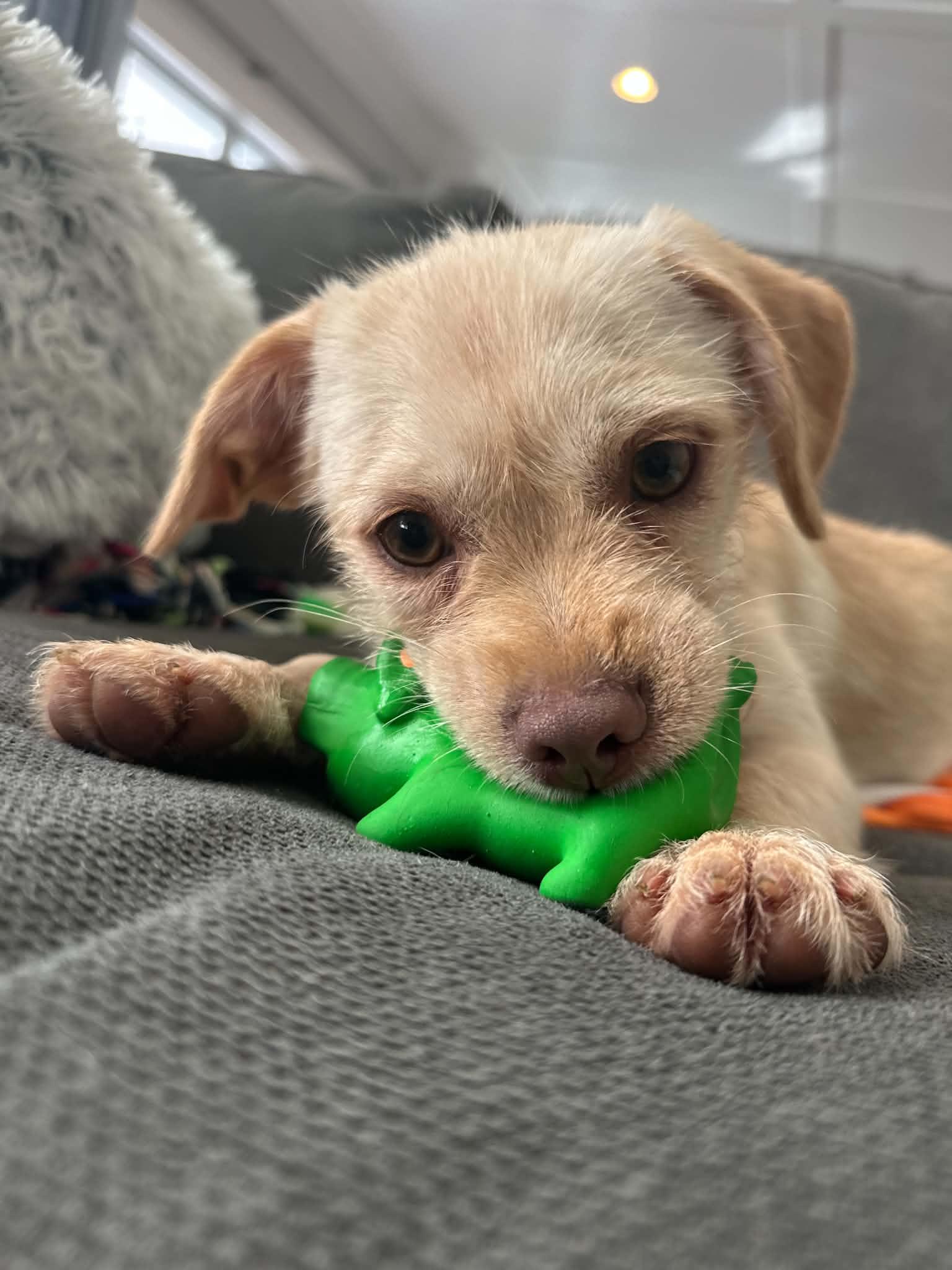 Melva