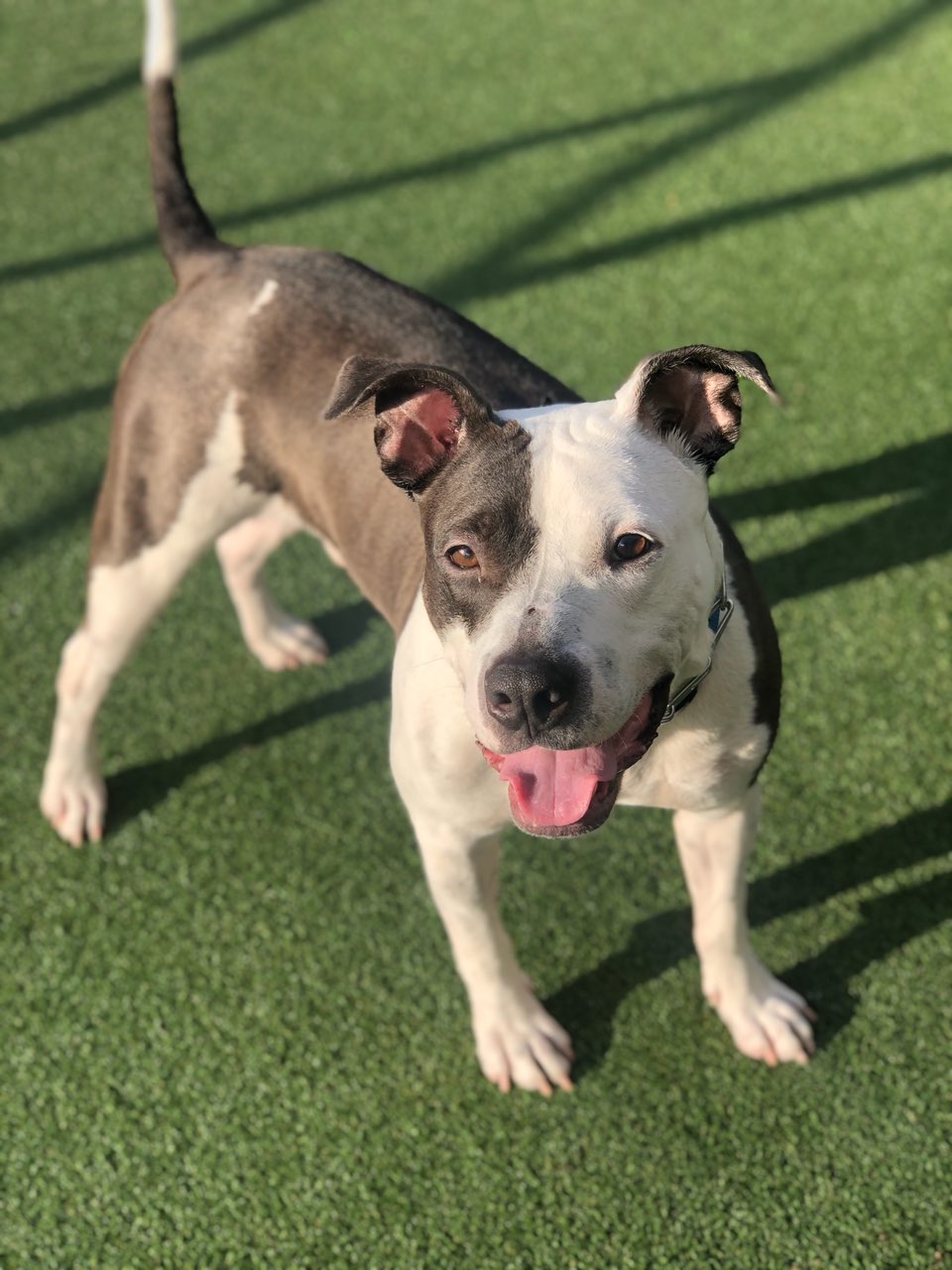 adoptable Dog in Brooklyn, NY named Blue