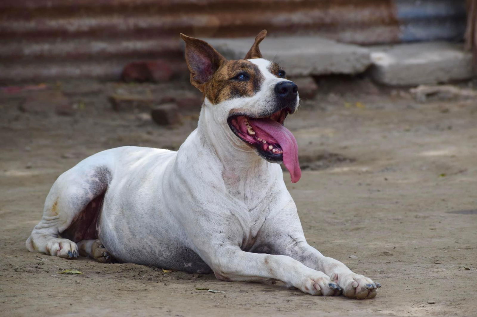 adoptable Dog in Brooklyn, NY named Diva