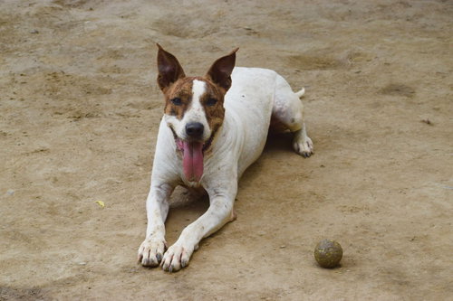 Diva photo 2