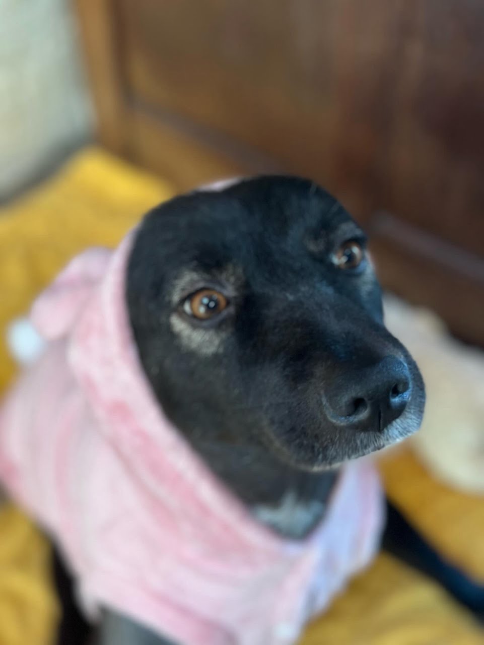 Cola, photo 8