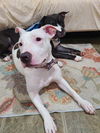 adoptable Dog in  named Lola