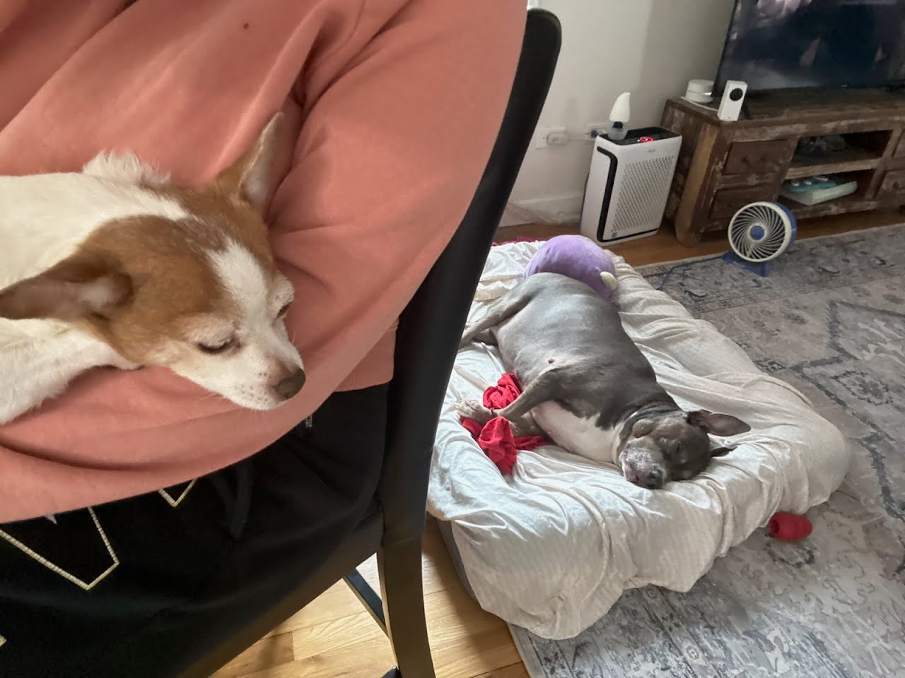 adoptable Dog in Brooklyn, NY named Raven
