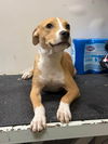 adoptable Dog in brooklyn, NY named Reggie