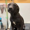 adoptable Dog in Brooklyn, NY named Biggie
