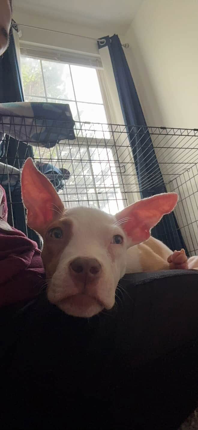 adoptable Dog in Brooklyn, NY named Toby