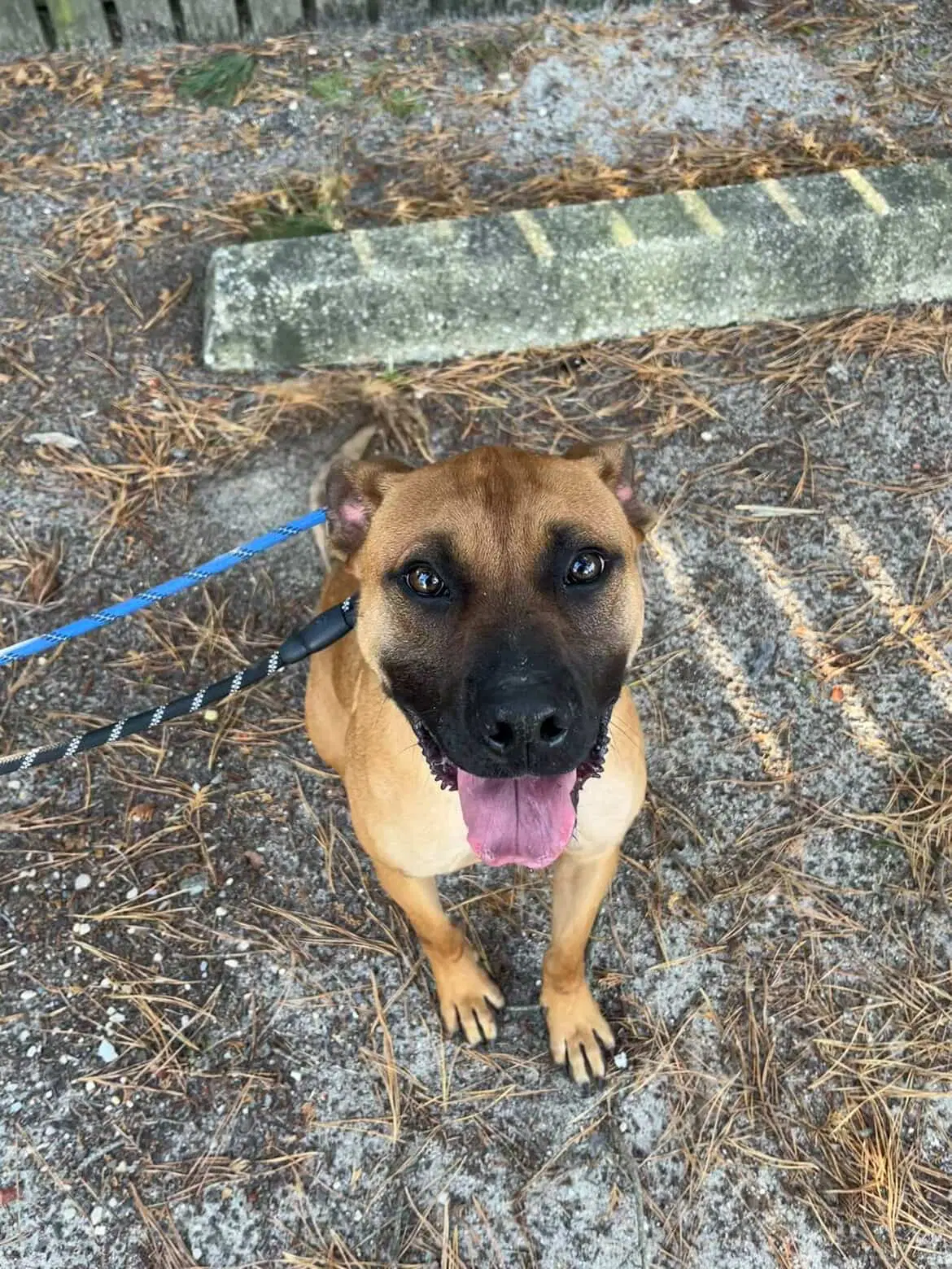 Scooby Doo - American Pit Bull Terrier