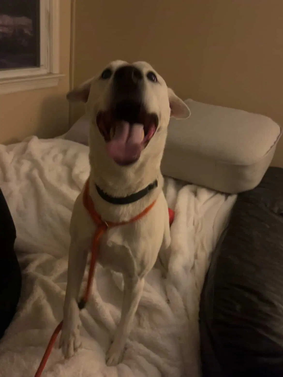 Bailey image 2