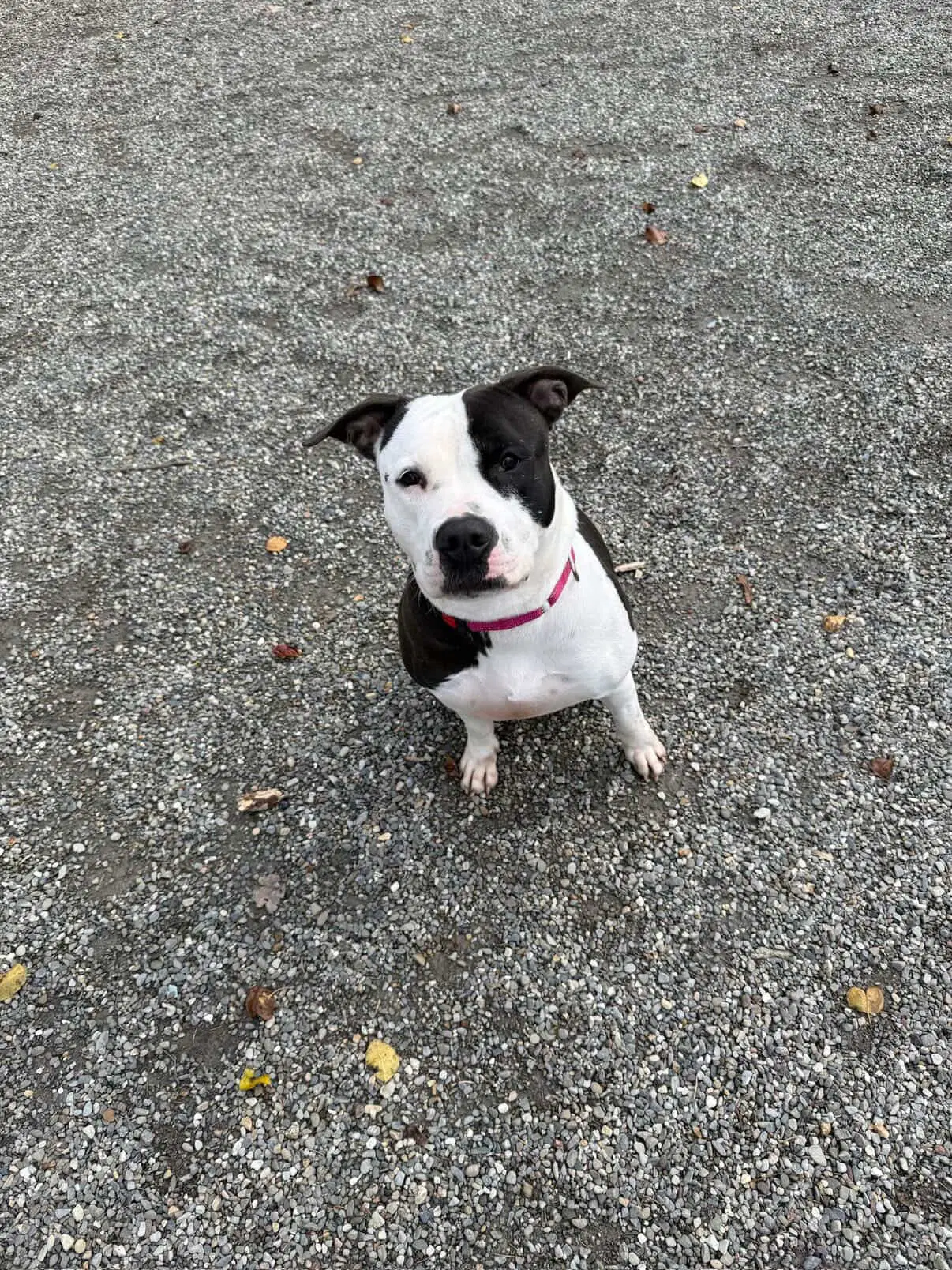 Felicity - Pit Bull Terrier