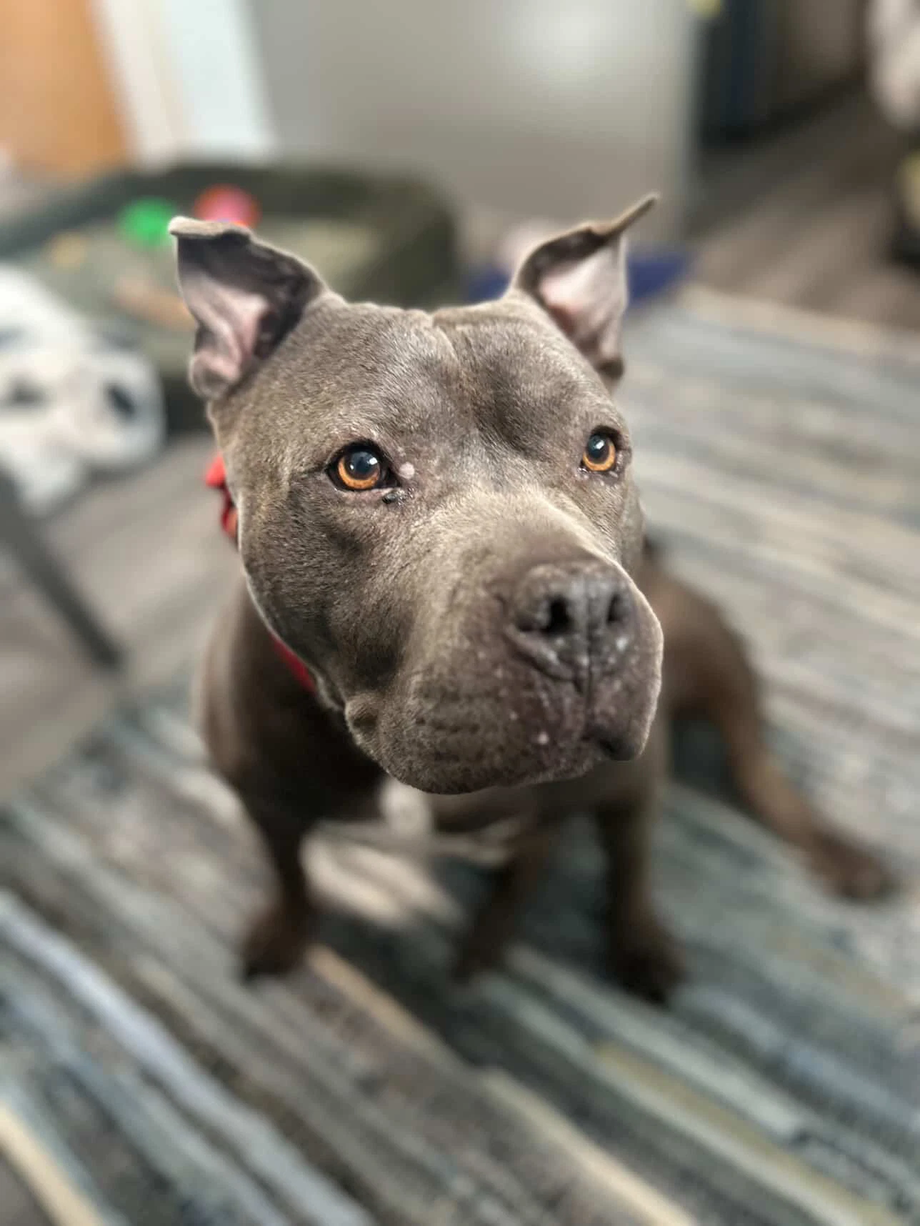 Sheba