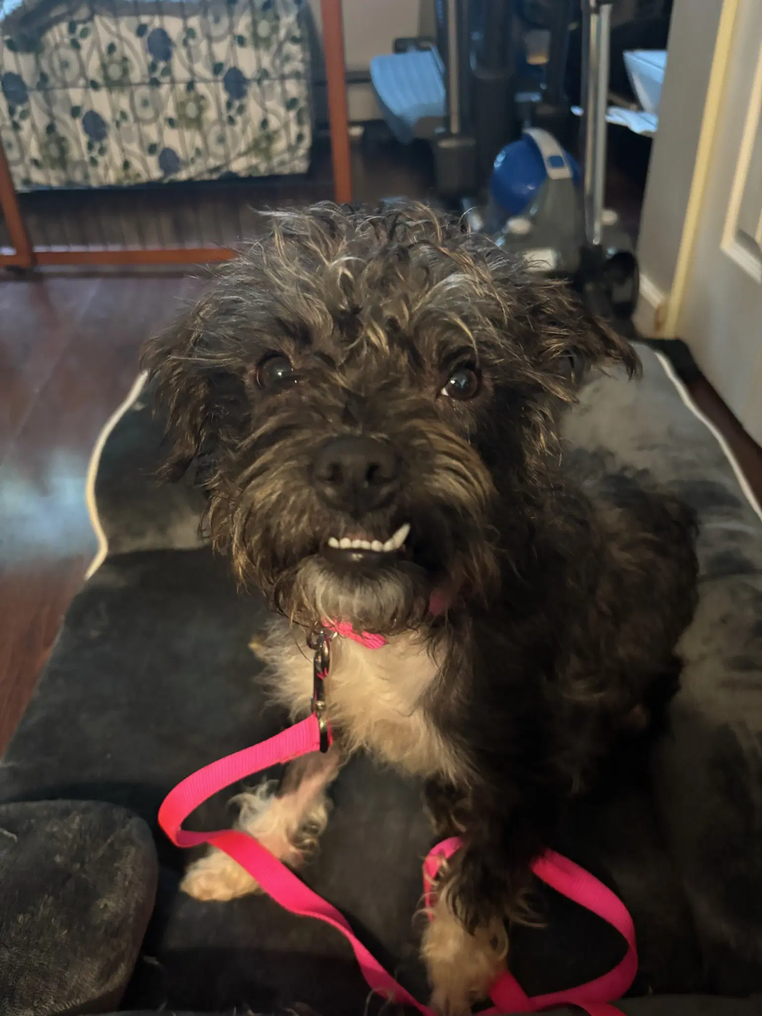 Cleo - Shih Tzu