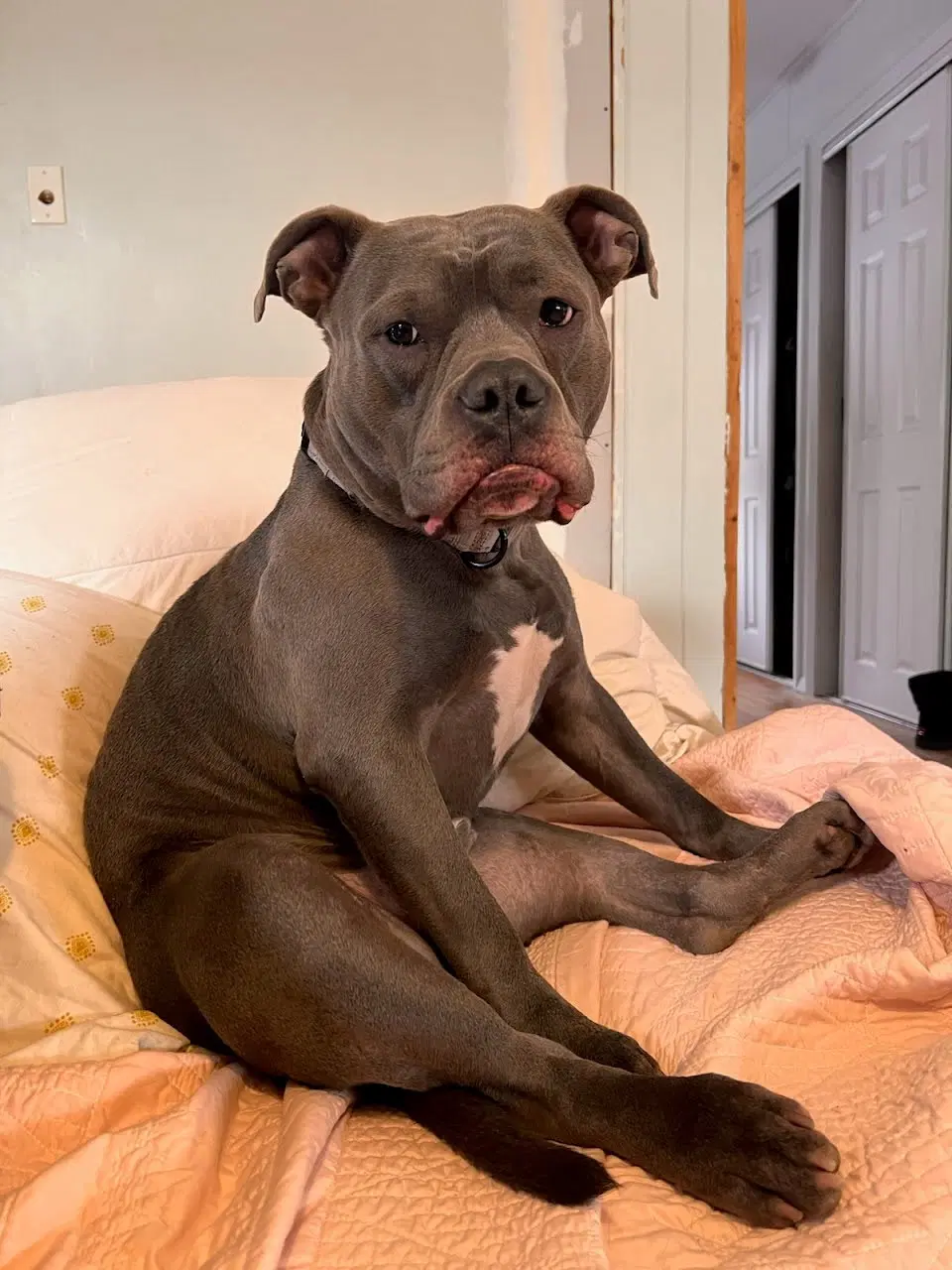 Major - Staffordshire Bull Terrier