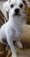 Aramis