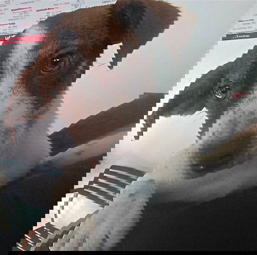 Pepper