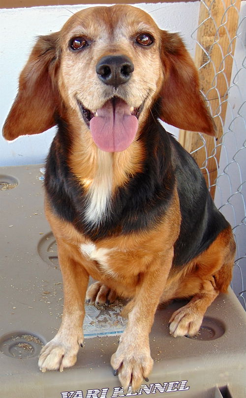 Cooper