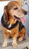 Cooper