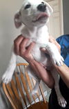 Porthos