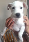 Porthos