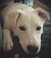 Porthos