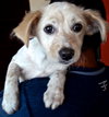Suzi