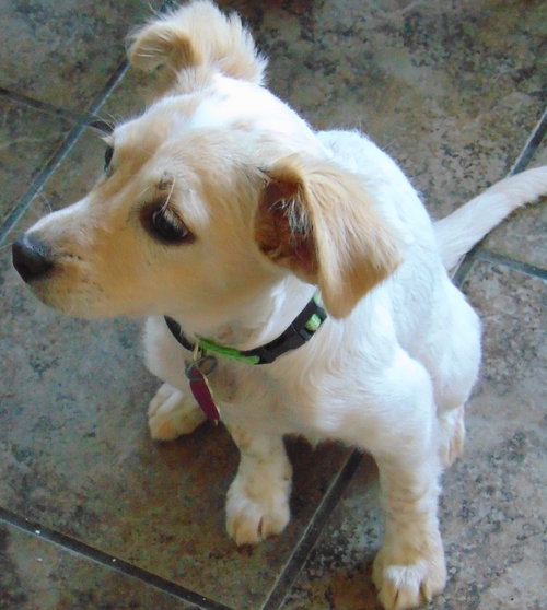 Suzi