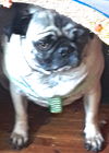 Porky