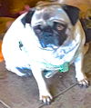 Porky
