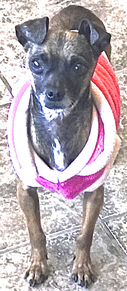 Penny