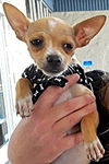 Pixie