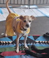 Daisey