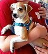 Daisey
