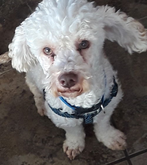 Archie