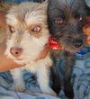 Juliet & Romeo