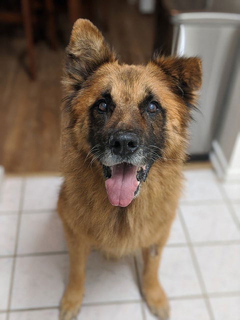 Oso