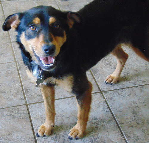 Tara
