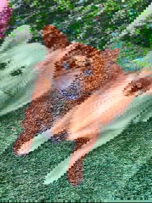 Linda