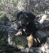 Pepper