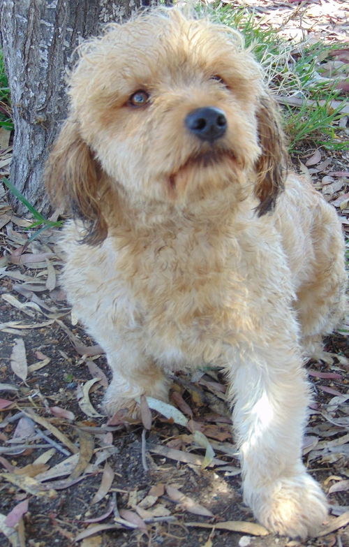Lulu