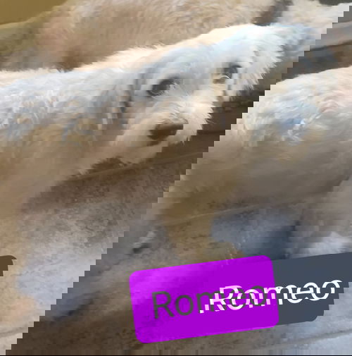 Romeo