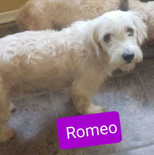 Romeo