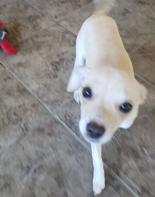 Piper
