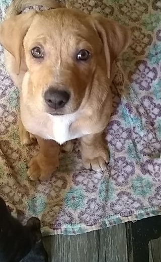 Penny