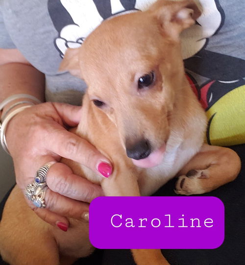 Caroline