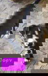 Joey